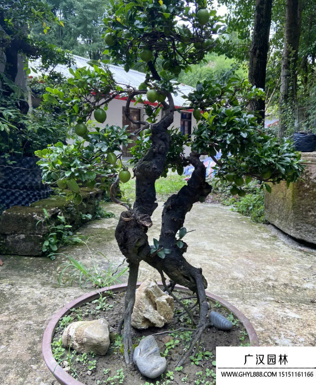 金彈子盆景