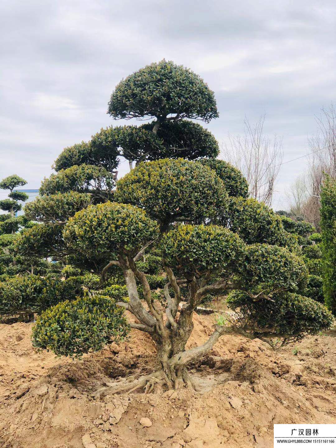 黃楊地景樹盆景