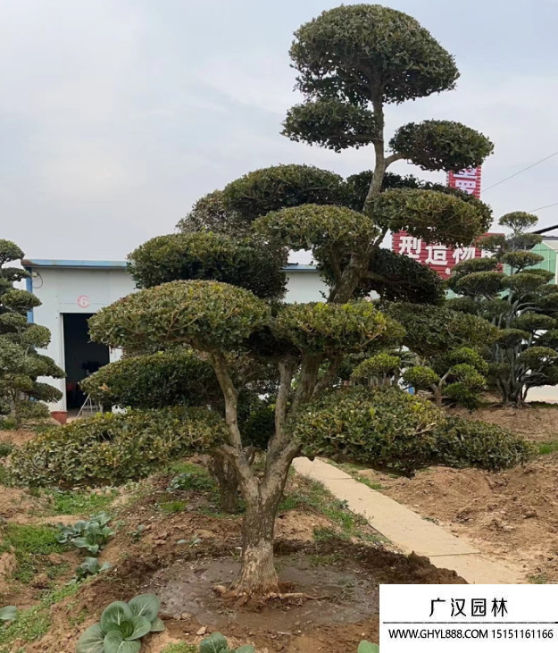 黃楊地景樹盆景