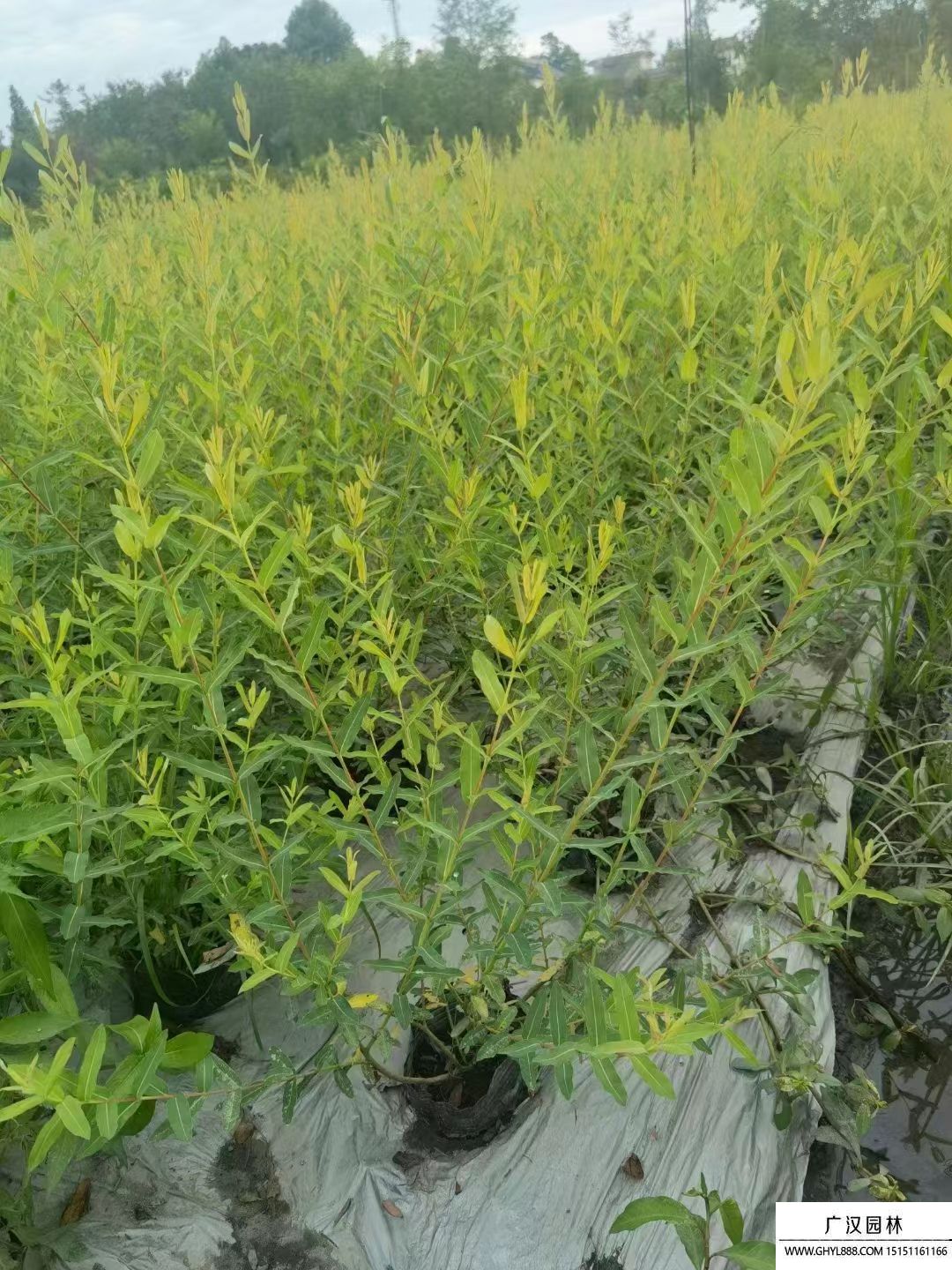 彩葉杞柳
