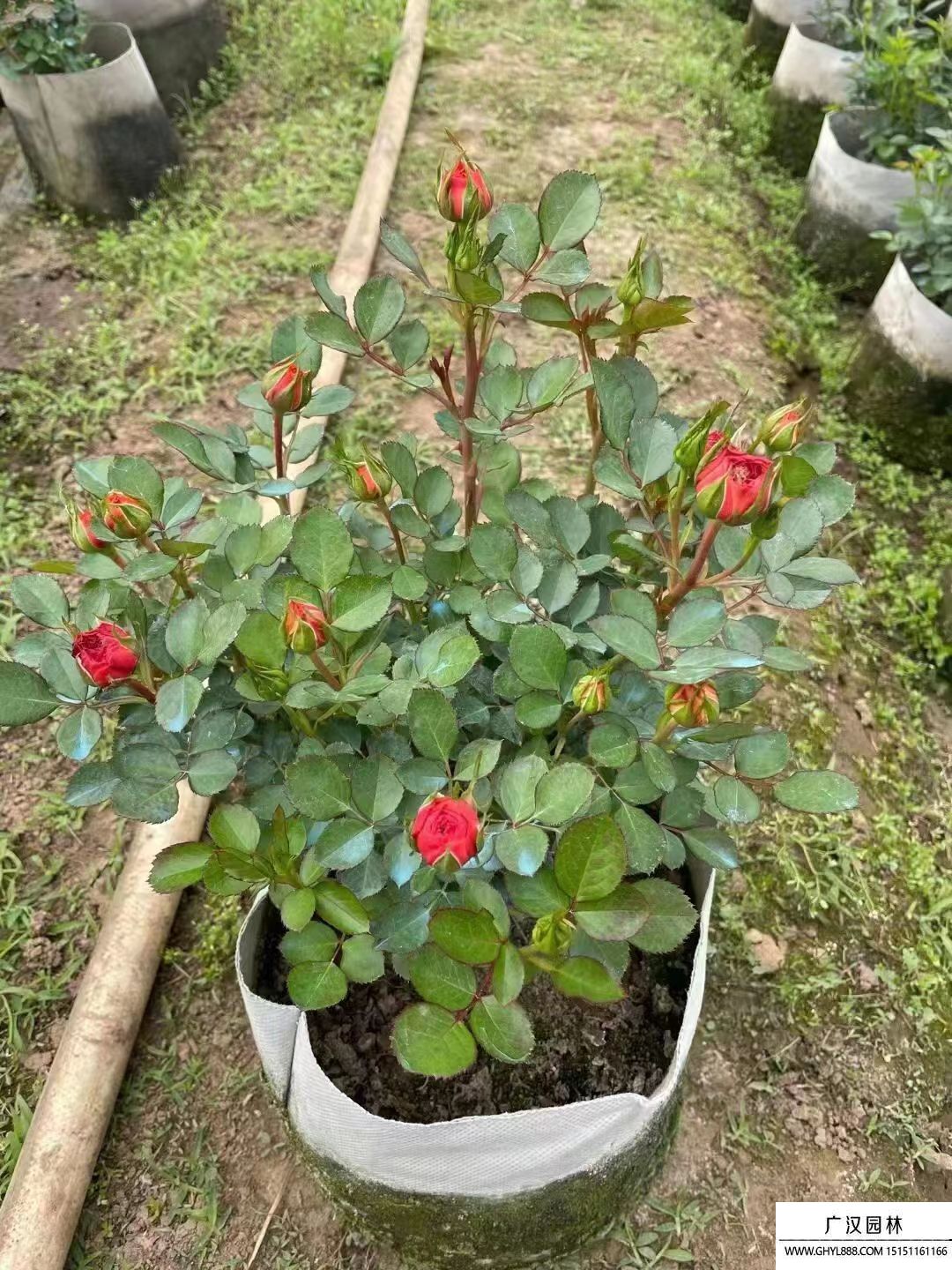 歐月