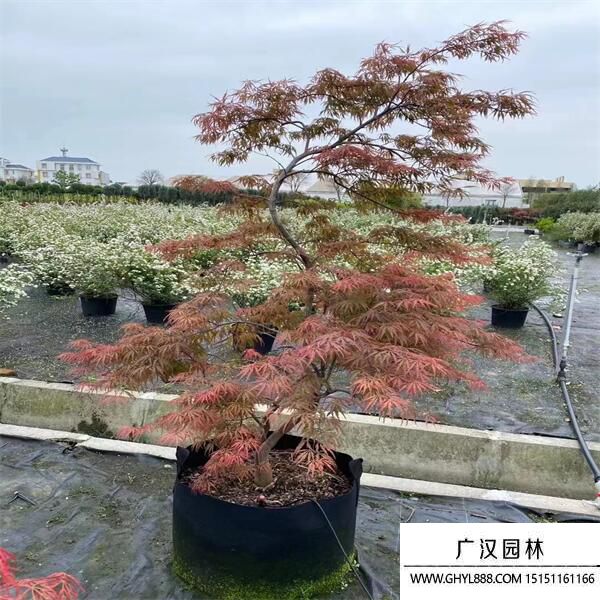日本羽毛楓