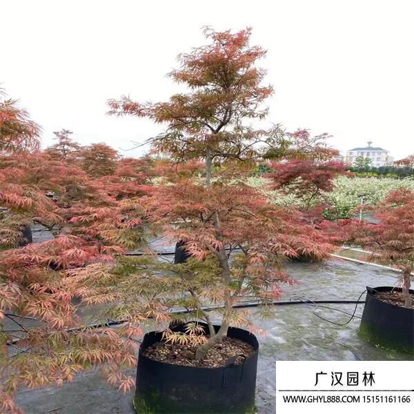 日本羽毛楓