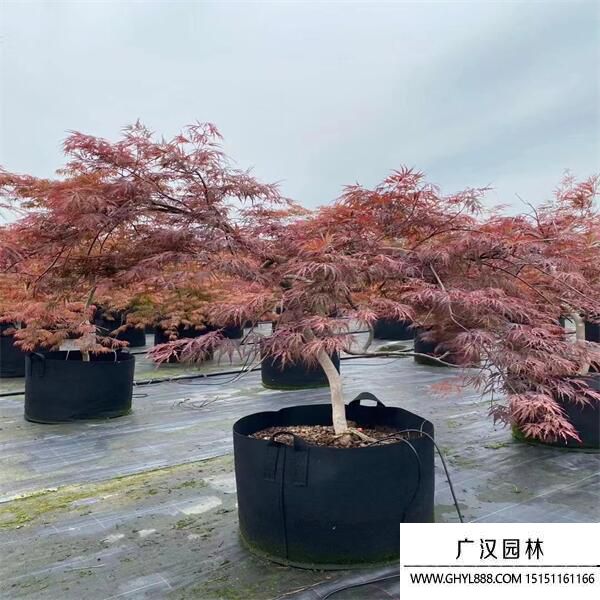 日本羽毛楓