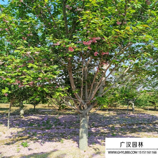 陽光櫻
