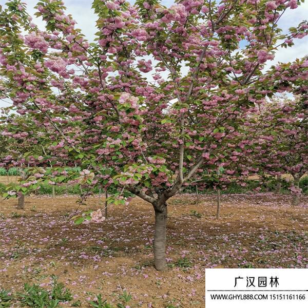 陽光櫻