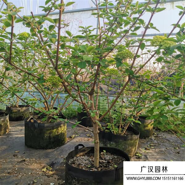 中華木繡球