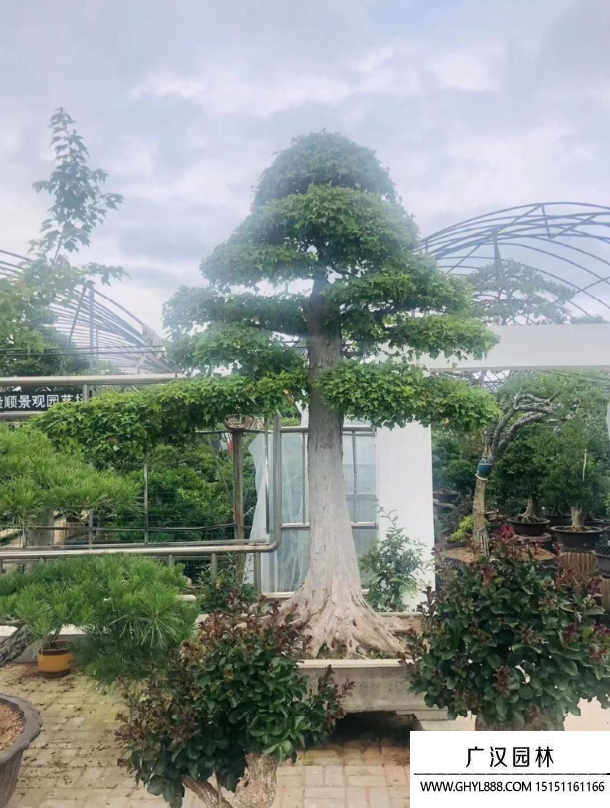 三角楓地景盆景