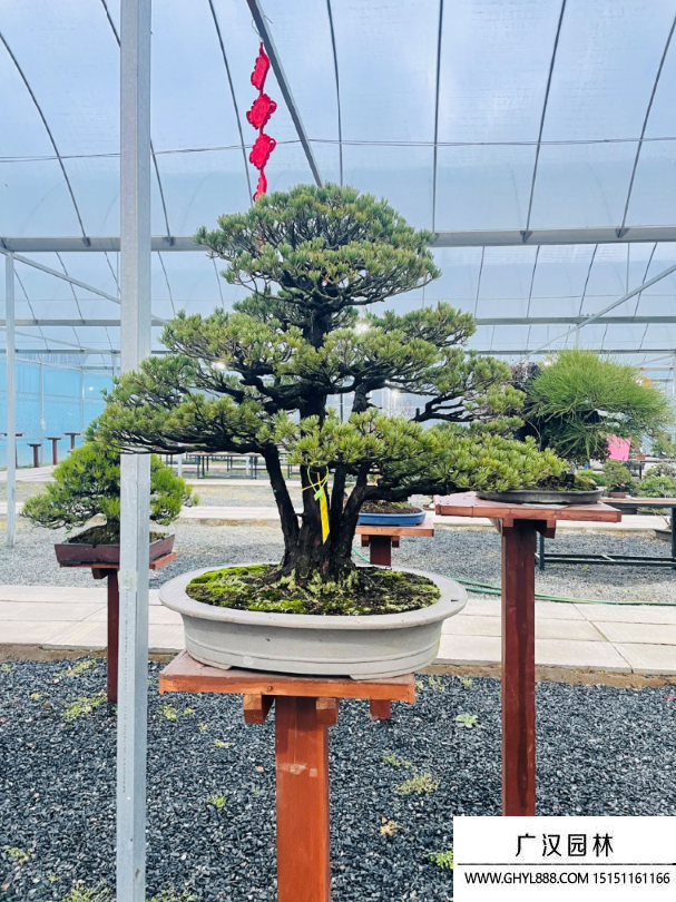 五針松盆景