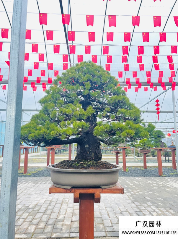 五針松盆景