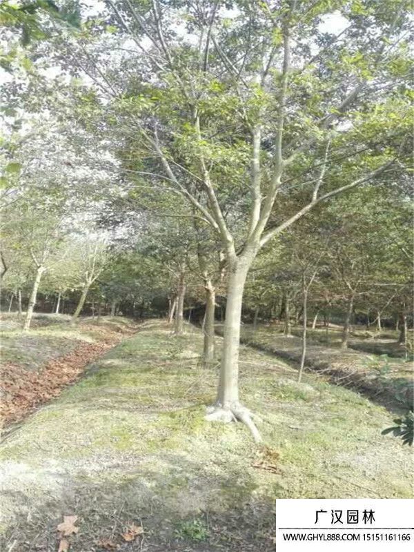 無患子
