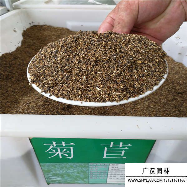 菊苣裸種