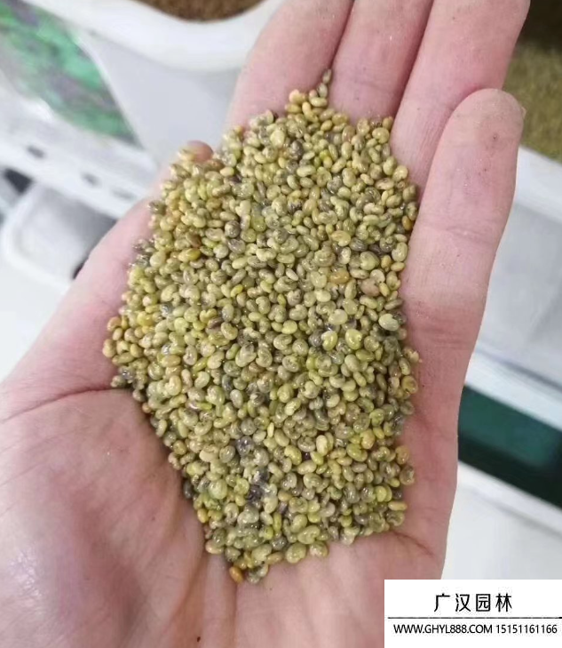 豬屎豆種子