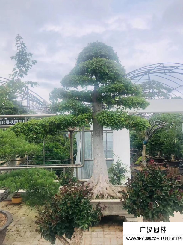 三角楓盆景