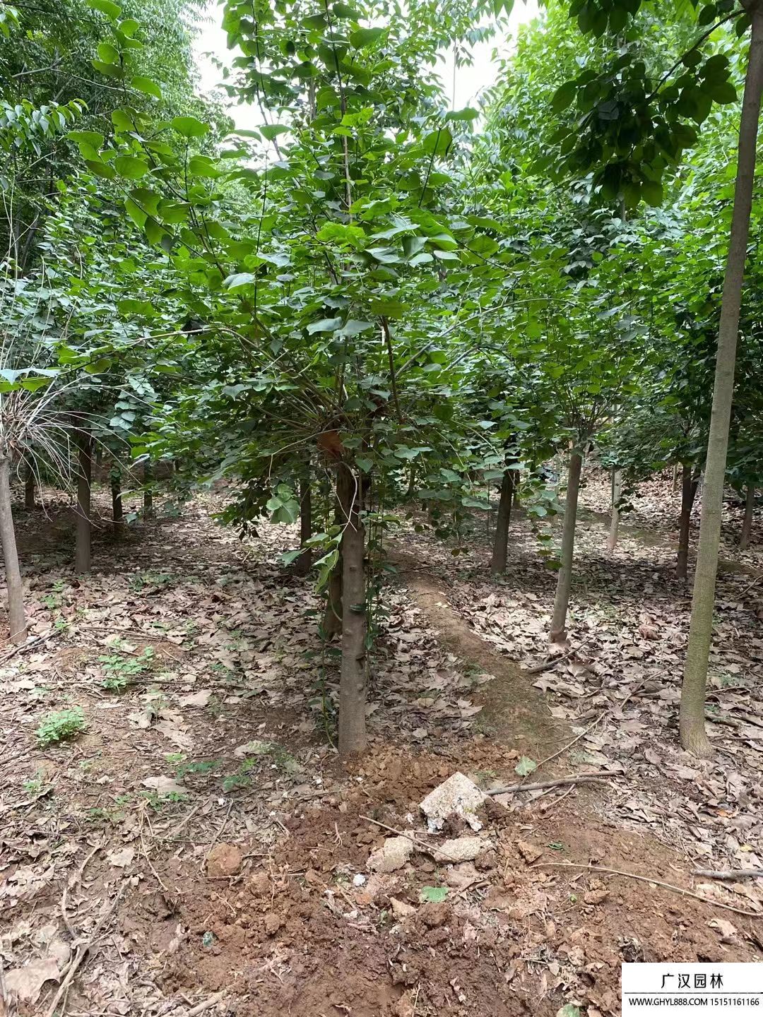 獨桿丁香