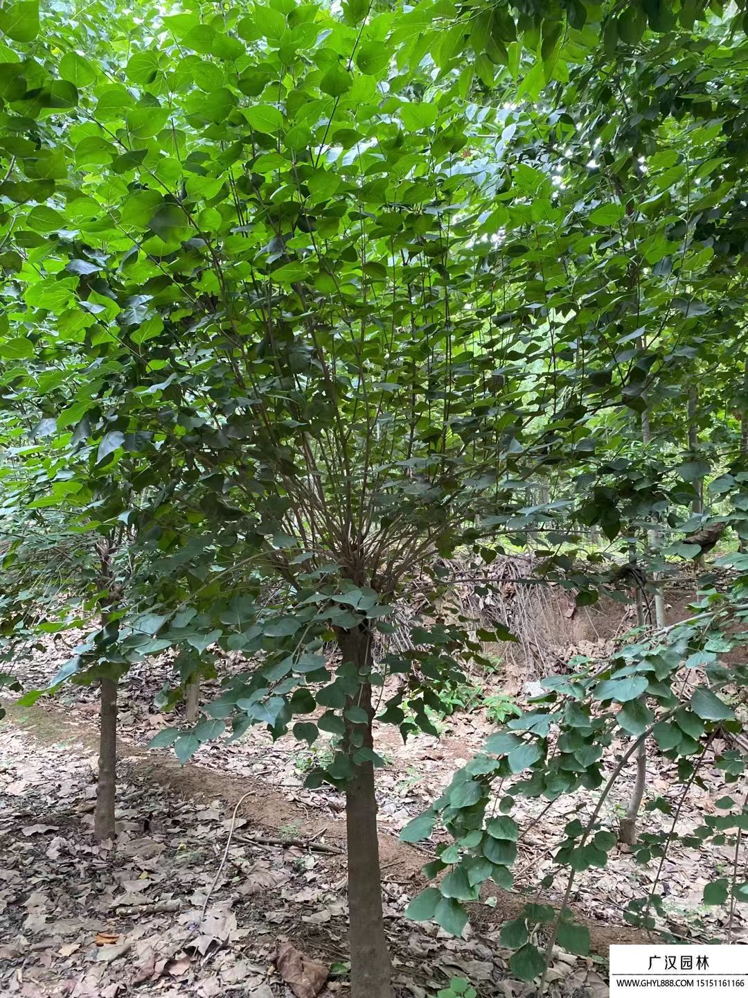 獨桿丁香