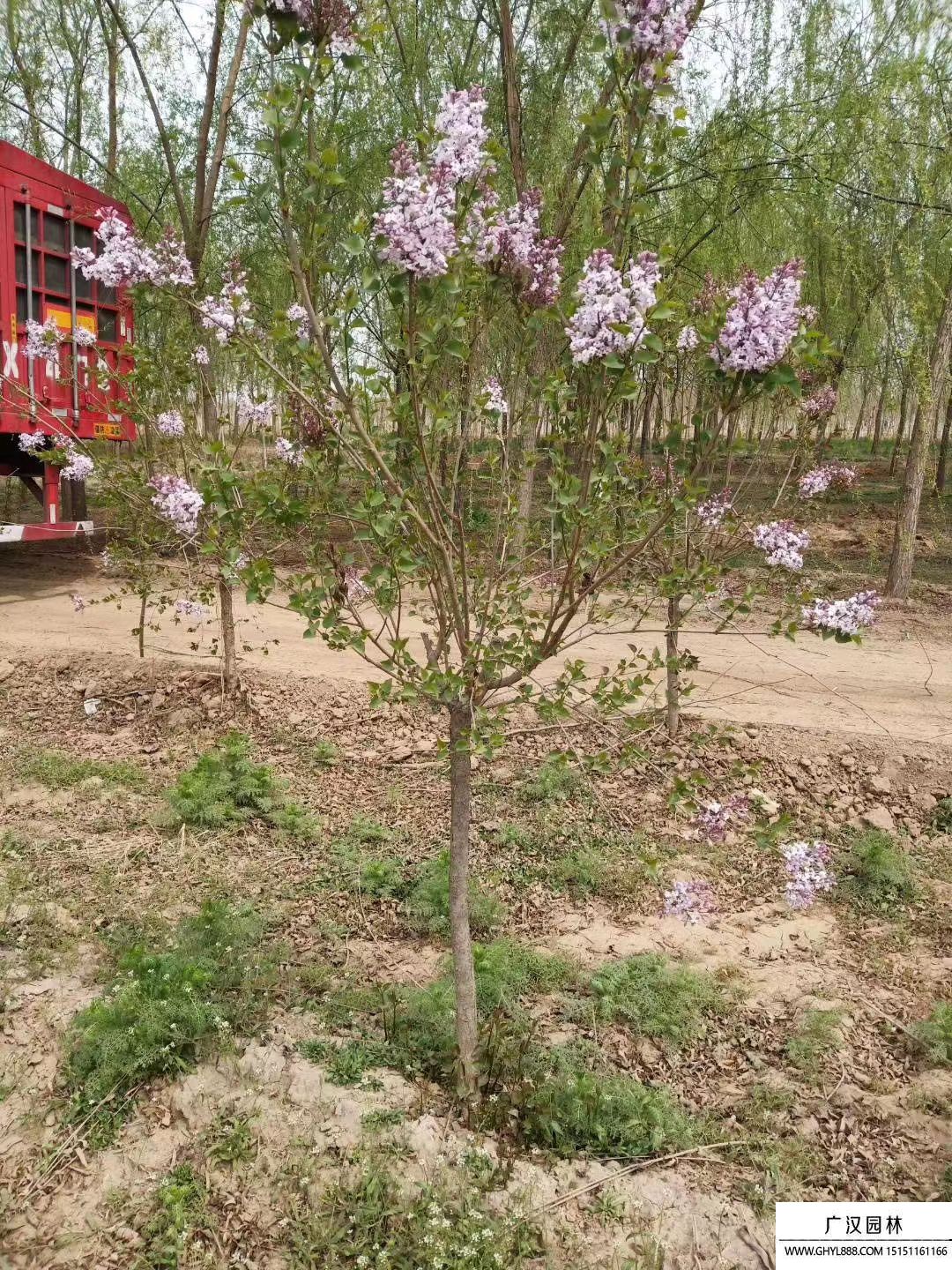 獨桿丁香