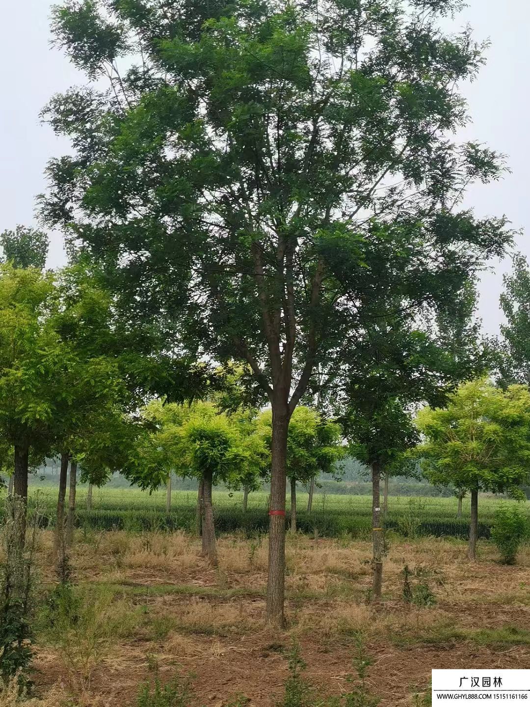 國槐
