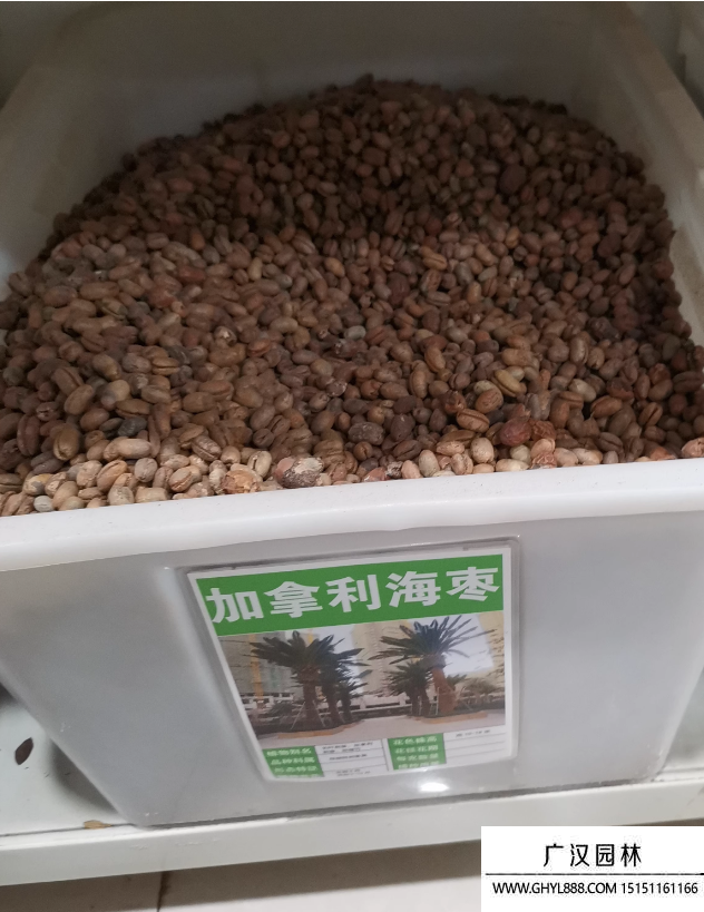 加拿利海棗種子