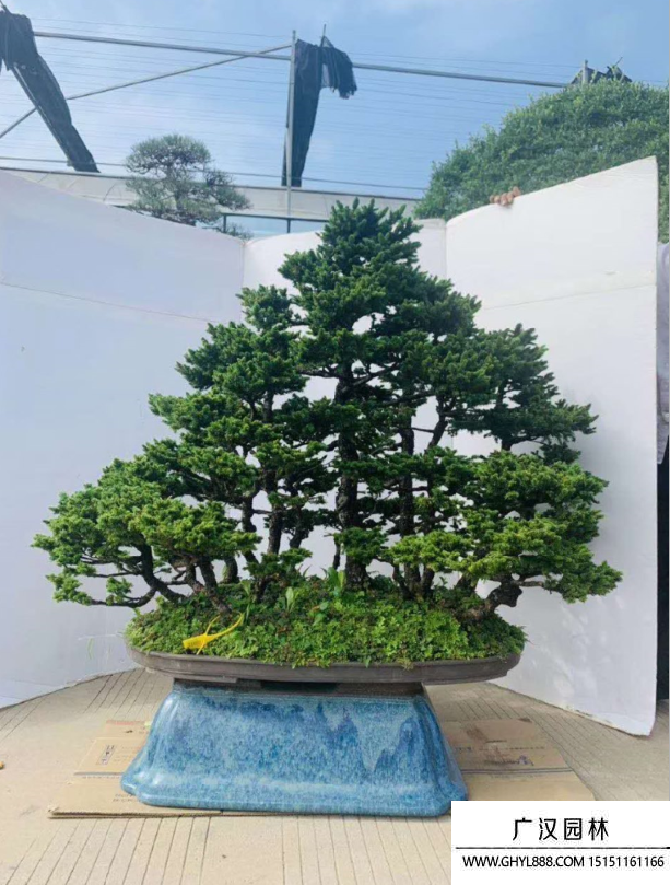 蝦夷松盆景
