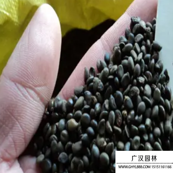 黃花槐種子