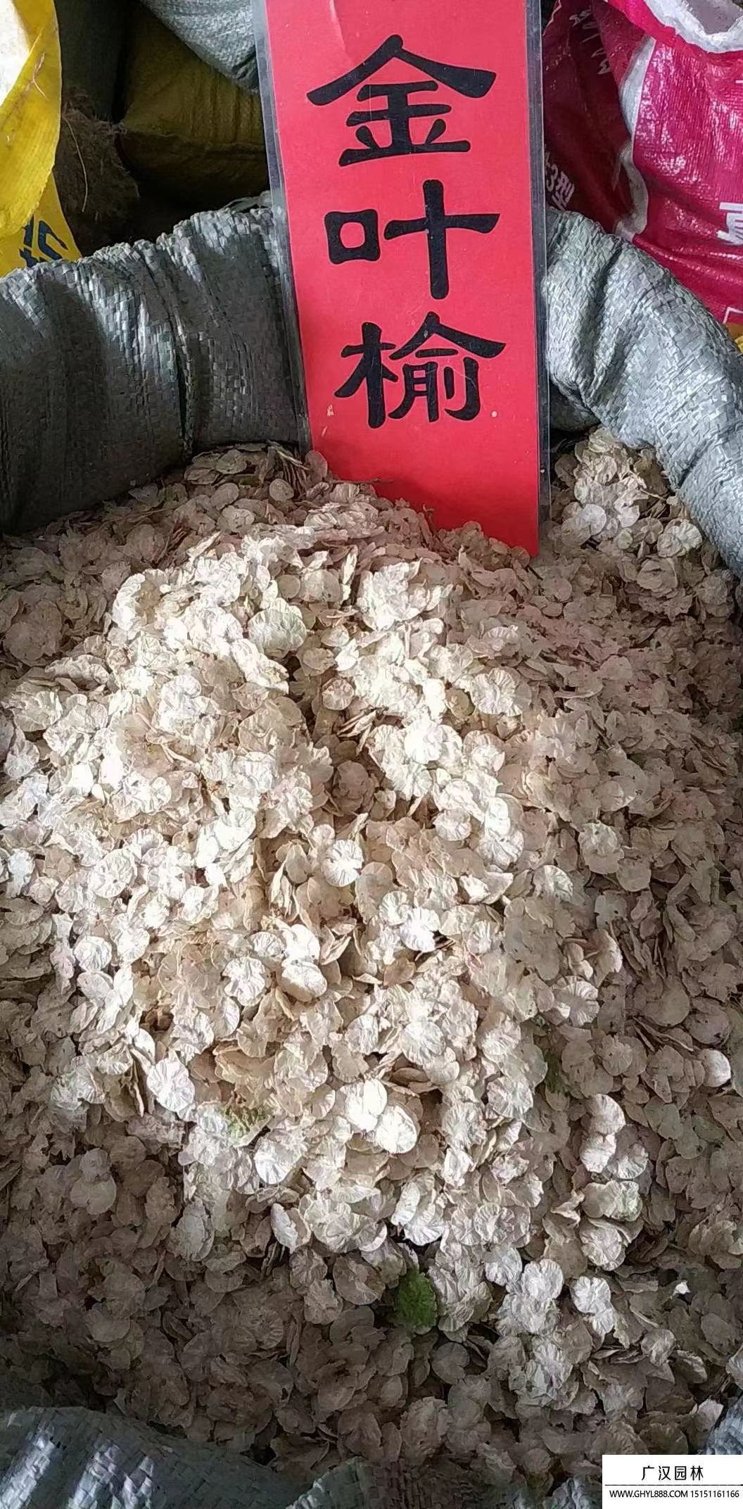金葉榆種子