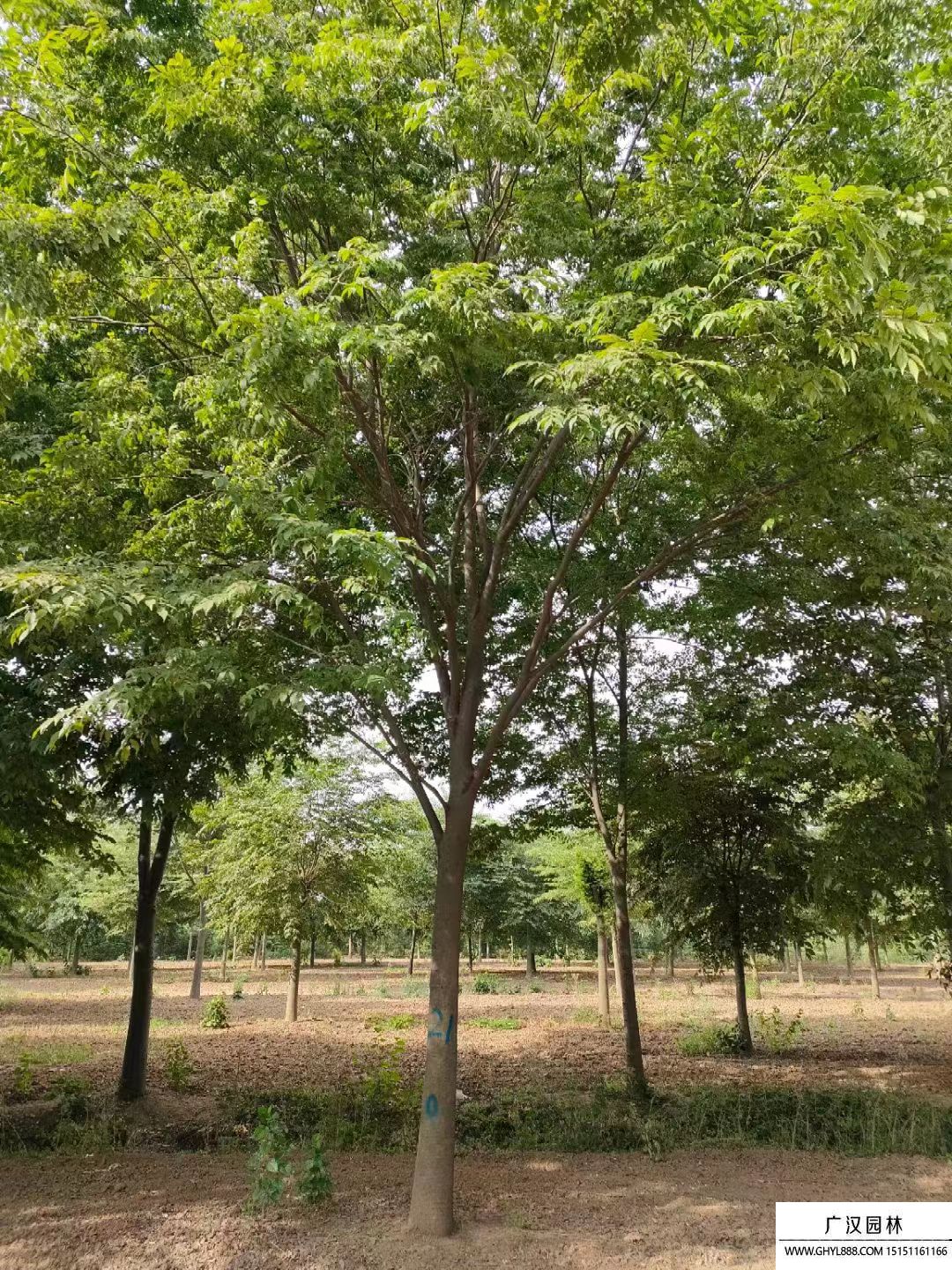 櫸樹