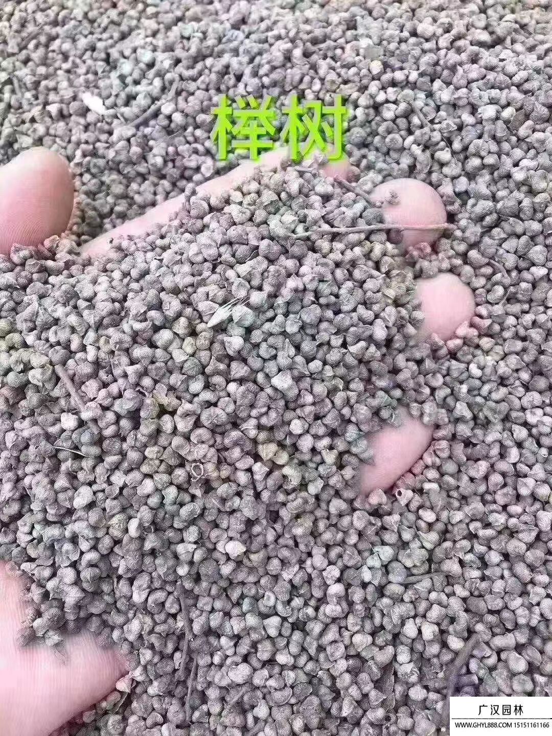 櫸樹種子
