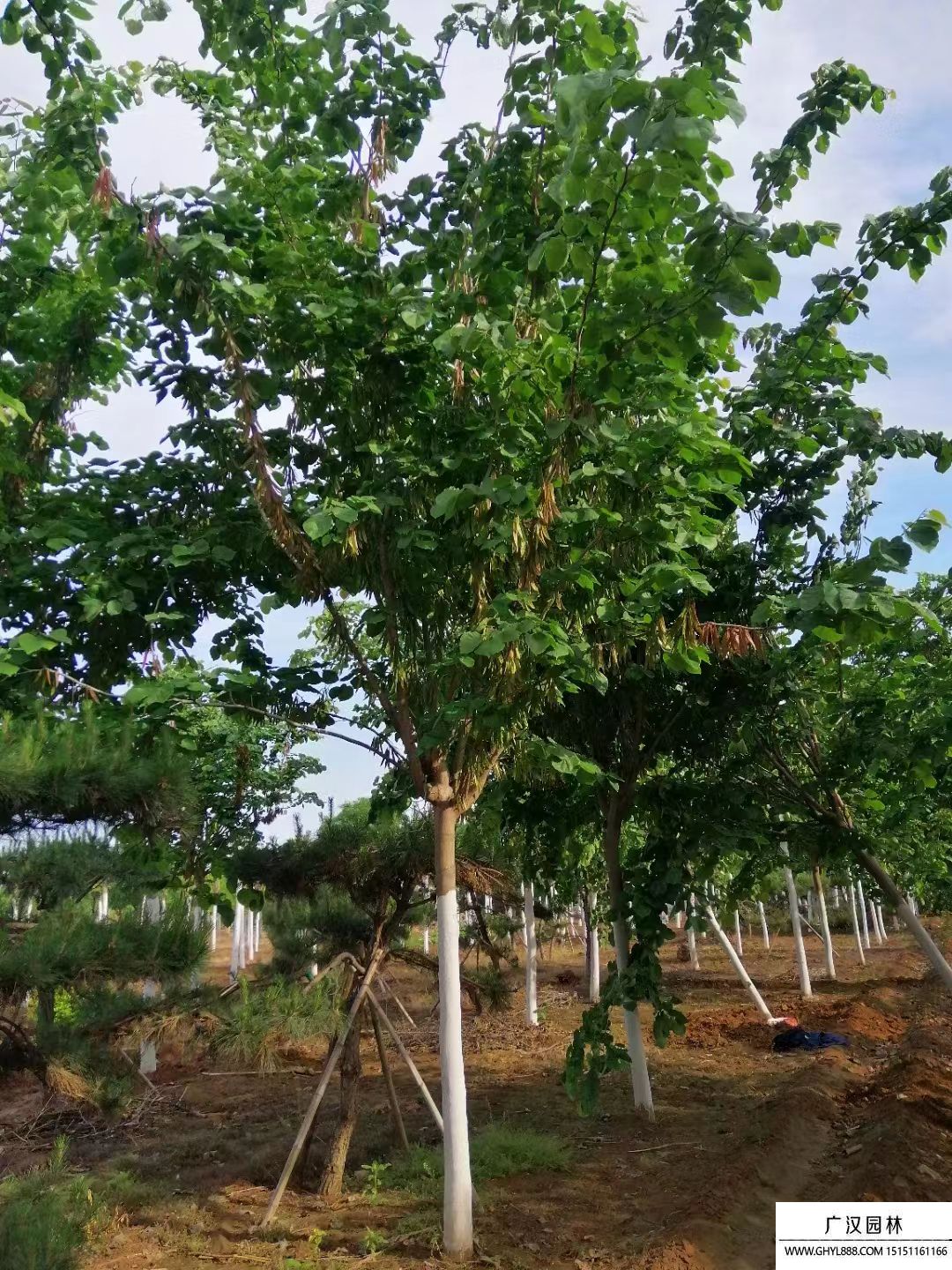 巨紫荊