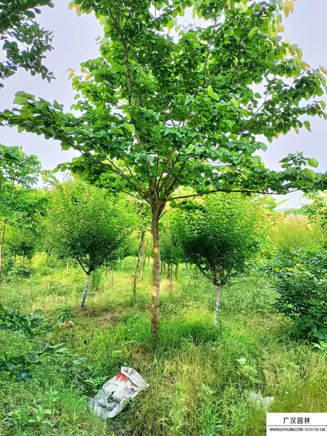 巨紫荊
