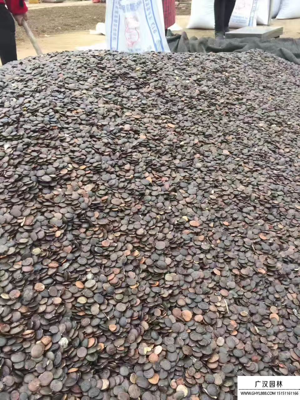 巨紫荊種子