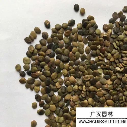 巨紫荊種子