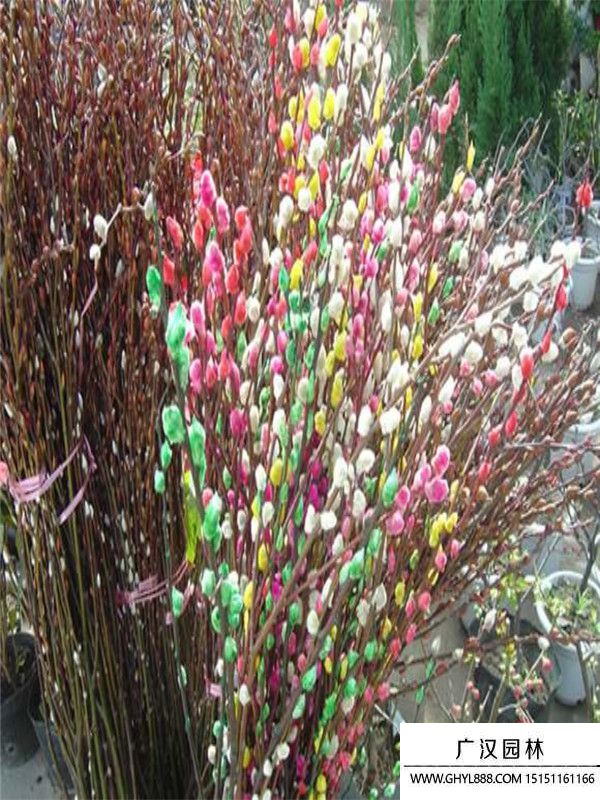 銀芽柳