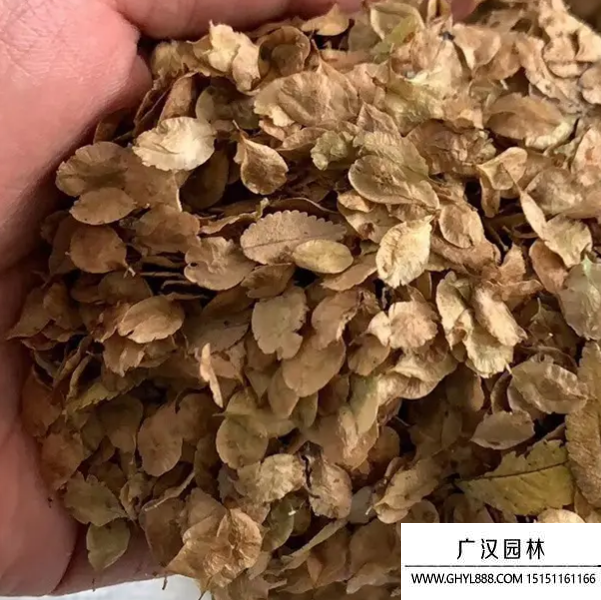 榔榆種子