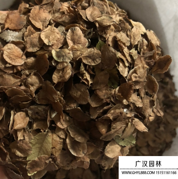 榔榆種子