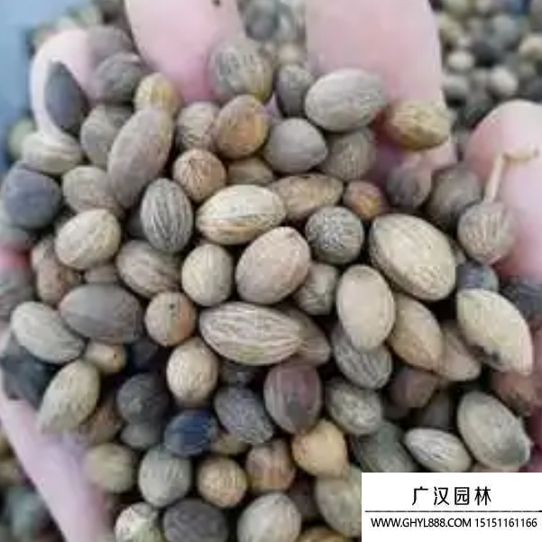 流蘇樹種子