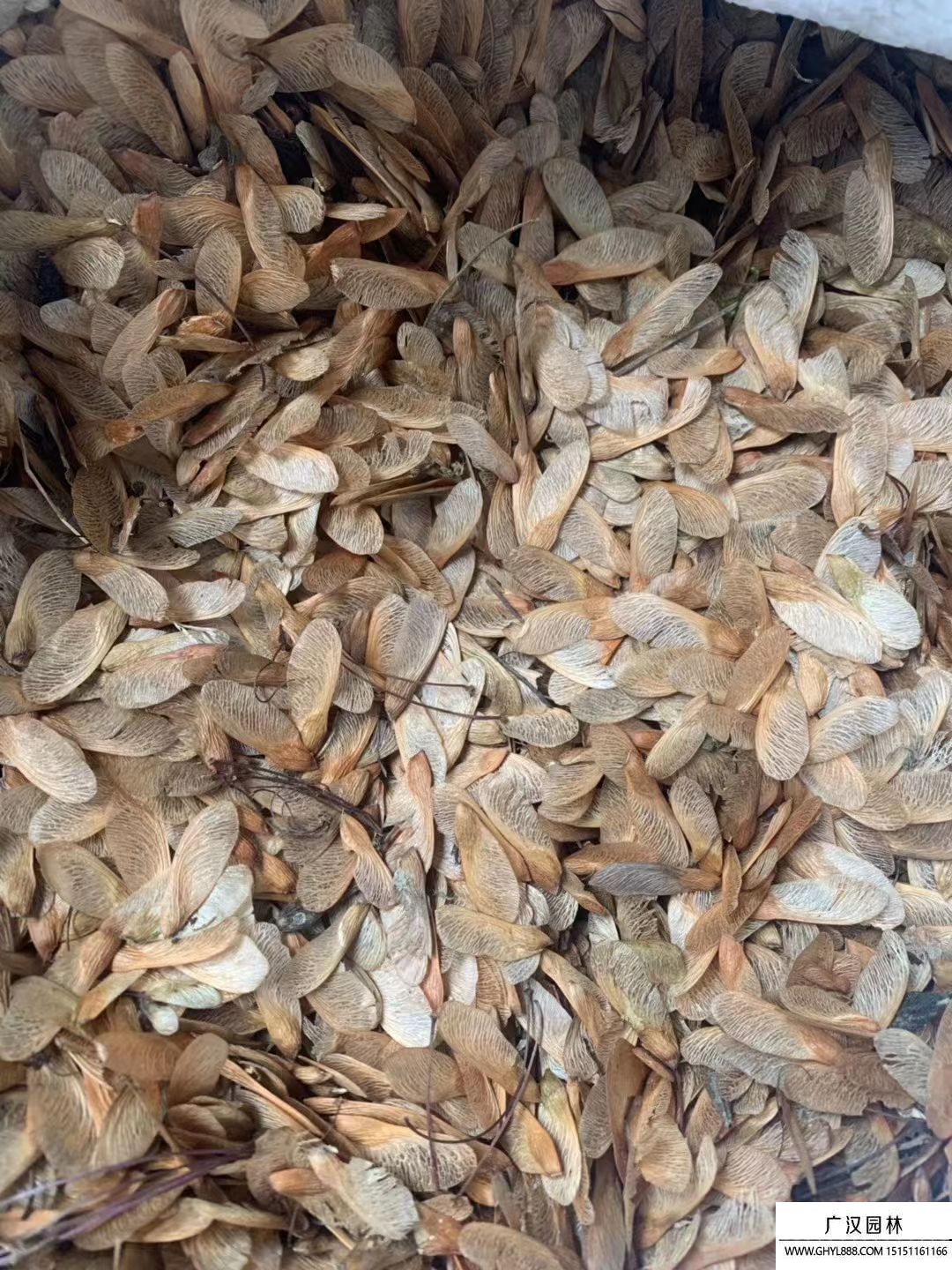 美國紅楓種子