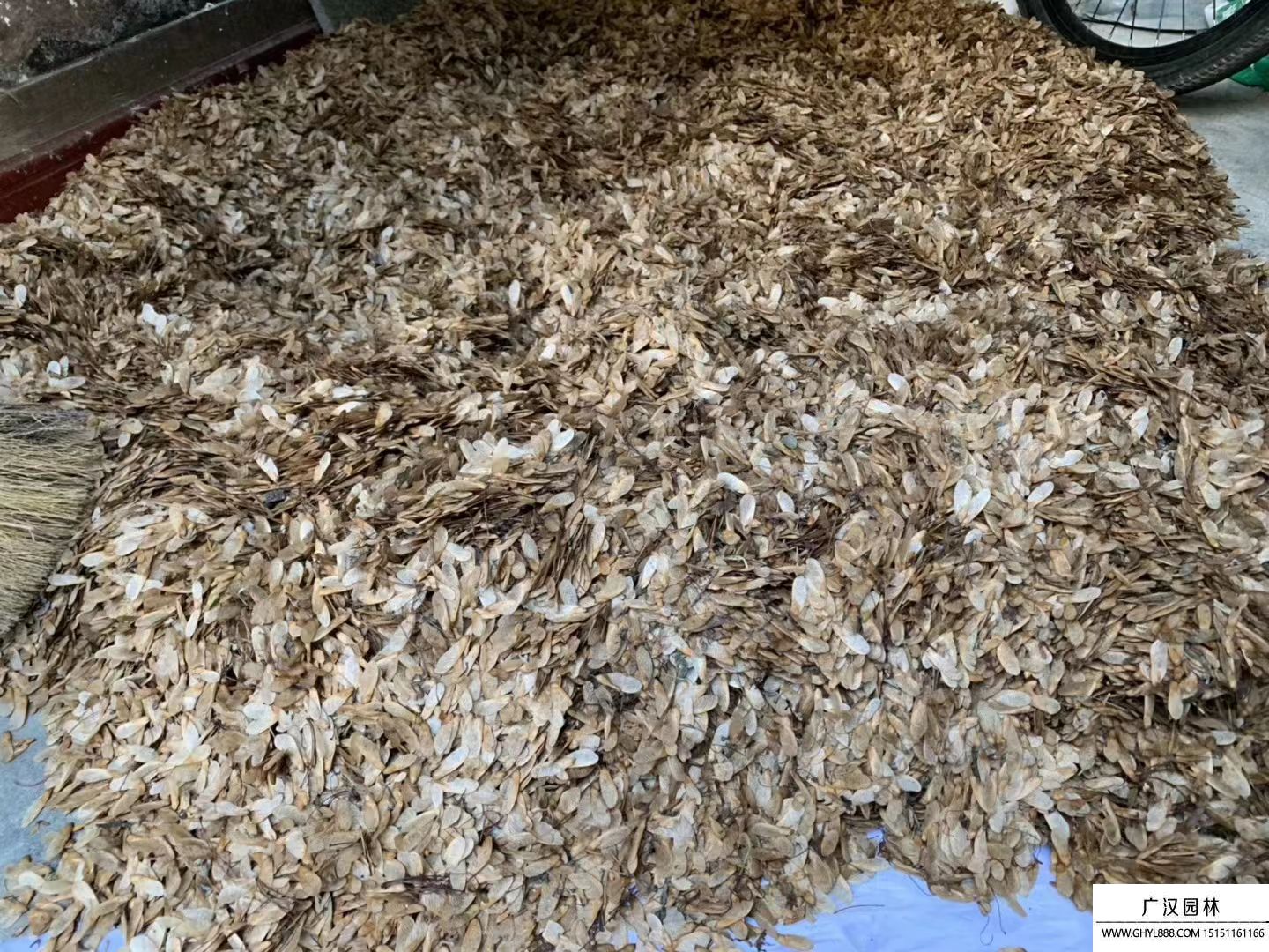 美國紅楓種子
