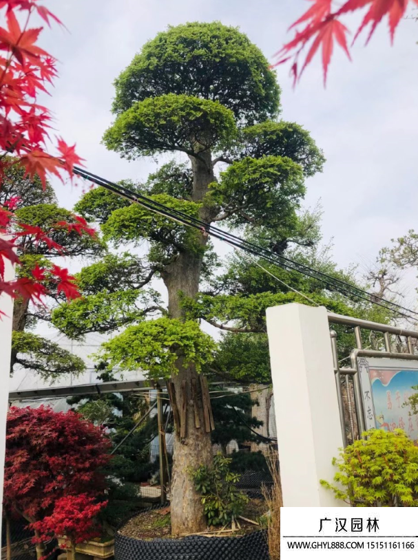 榆樹地景樹盆景