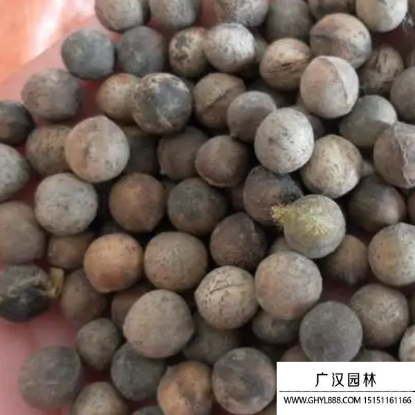香樟種子