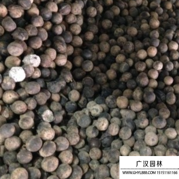 香樟種子