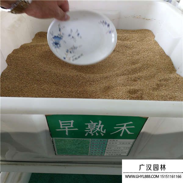 早熟禾種子