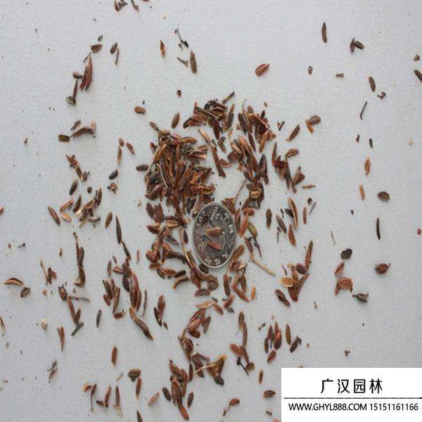 紫丁香種子