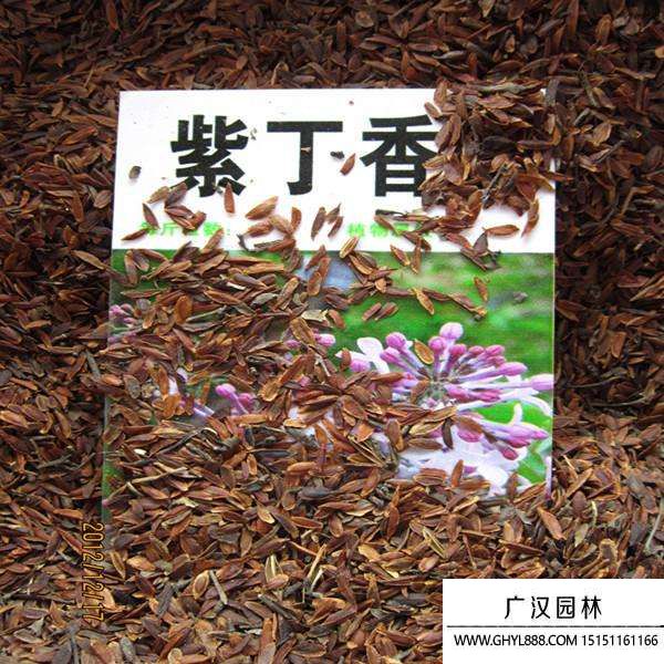 紫丁香種子
