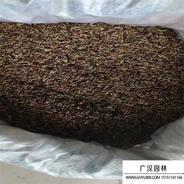 紫穗槐種子