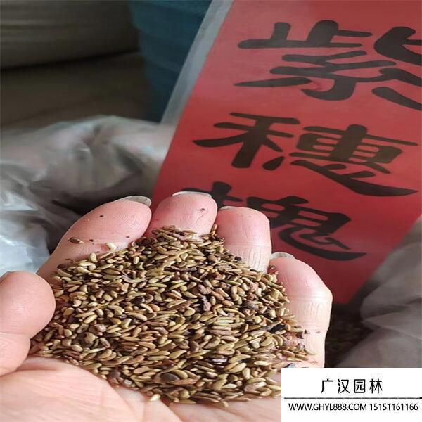 紫穗槐種子