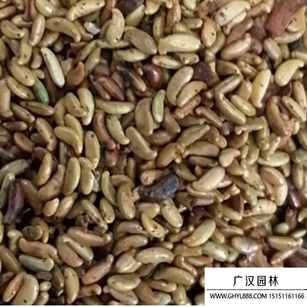 紫穗槐種子