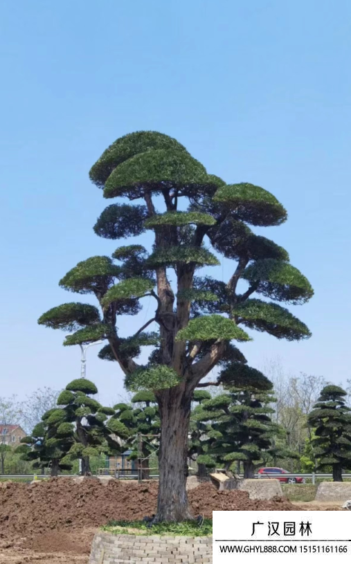 羅漢松