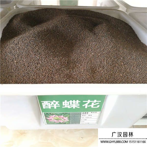 醉蝶花種子