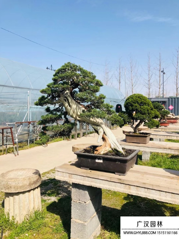 系魚川真柏盆景
